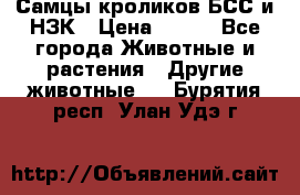 Самцы кроликов БСС и НЗК › Цена ­ 400 - Все города Животные и растения » Другие животные   . Бурятия респ.,Улан-Удэ г.